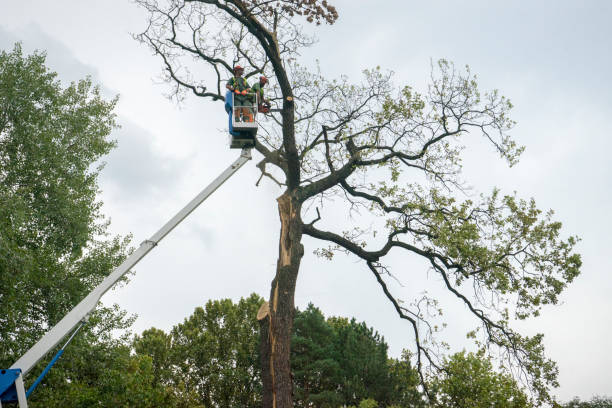 Mandeville, LA  Tree Services Company